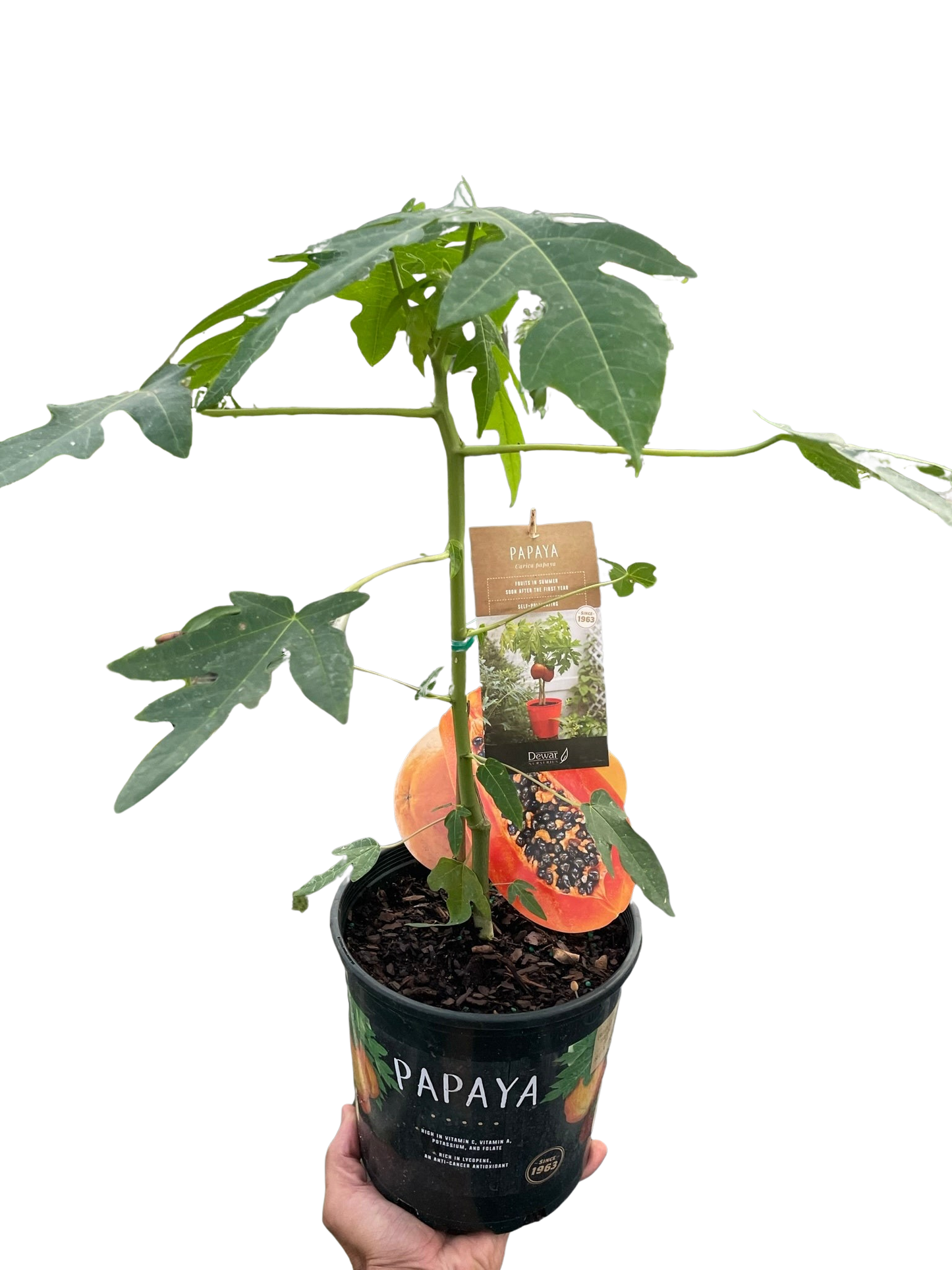 Papaya Tree