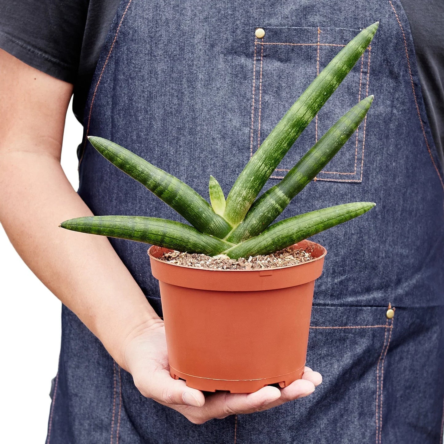 Snake Plant Starfish