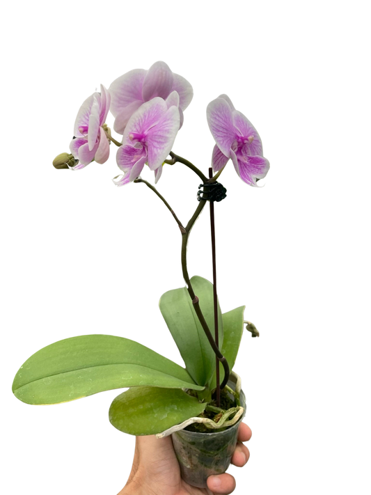 Orchid 'Light Pink Phalaenopsis'