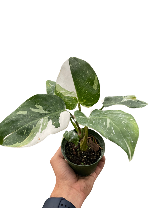 Philodendron 'White Princess'