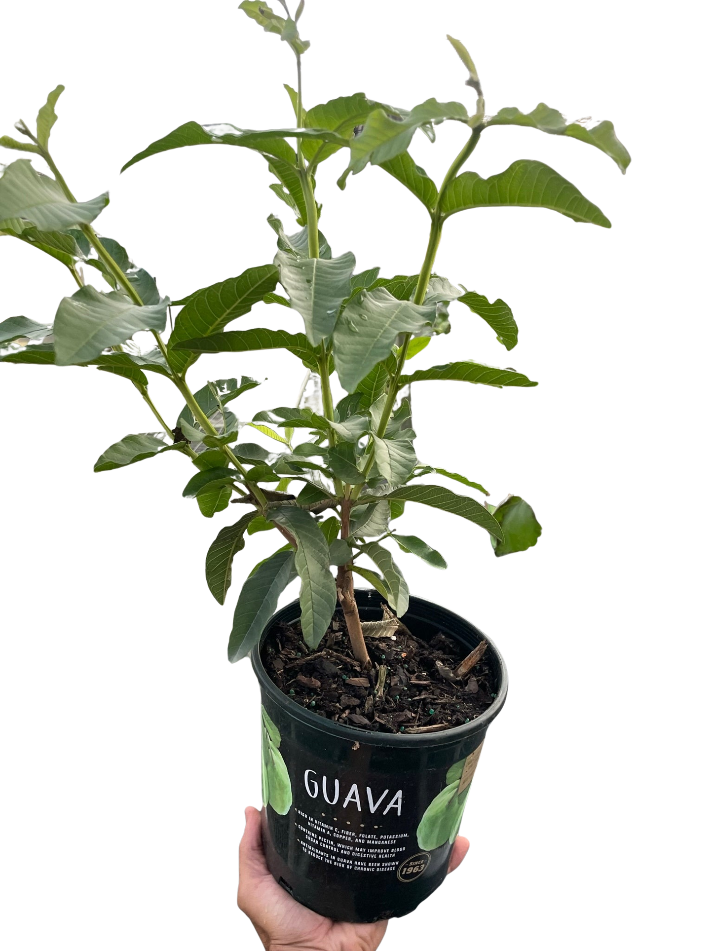 Guava Tree