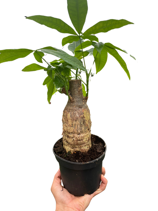 Money Tree 'Guiana Chestnut' Pachira Stump